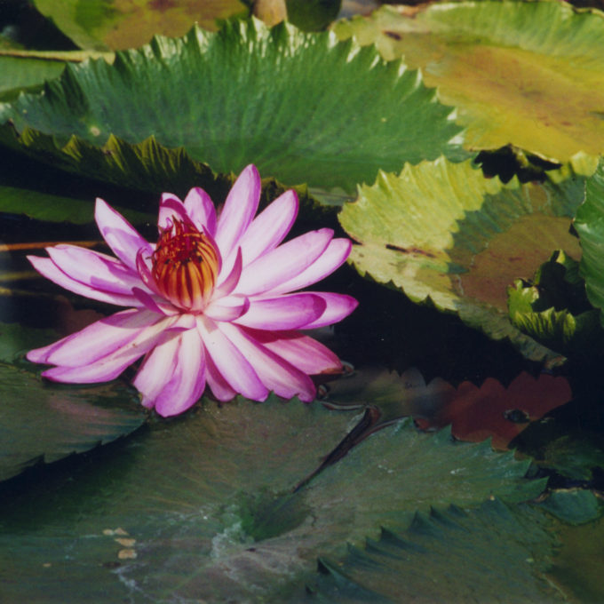 Fleurs de lotus_web